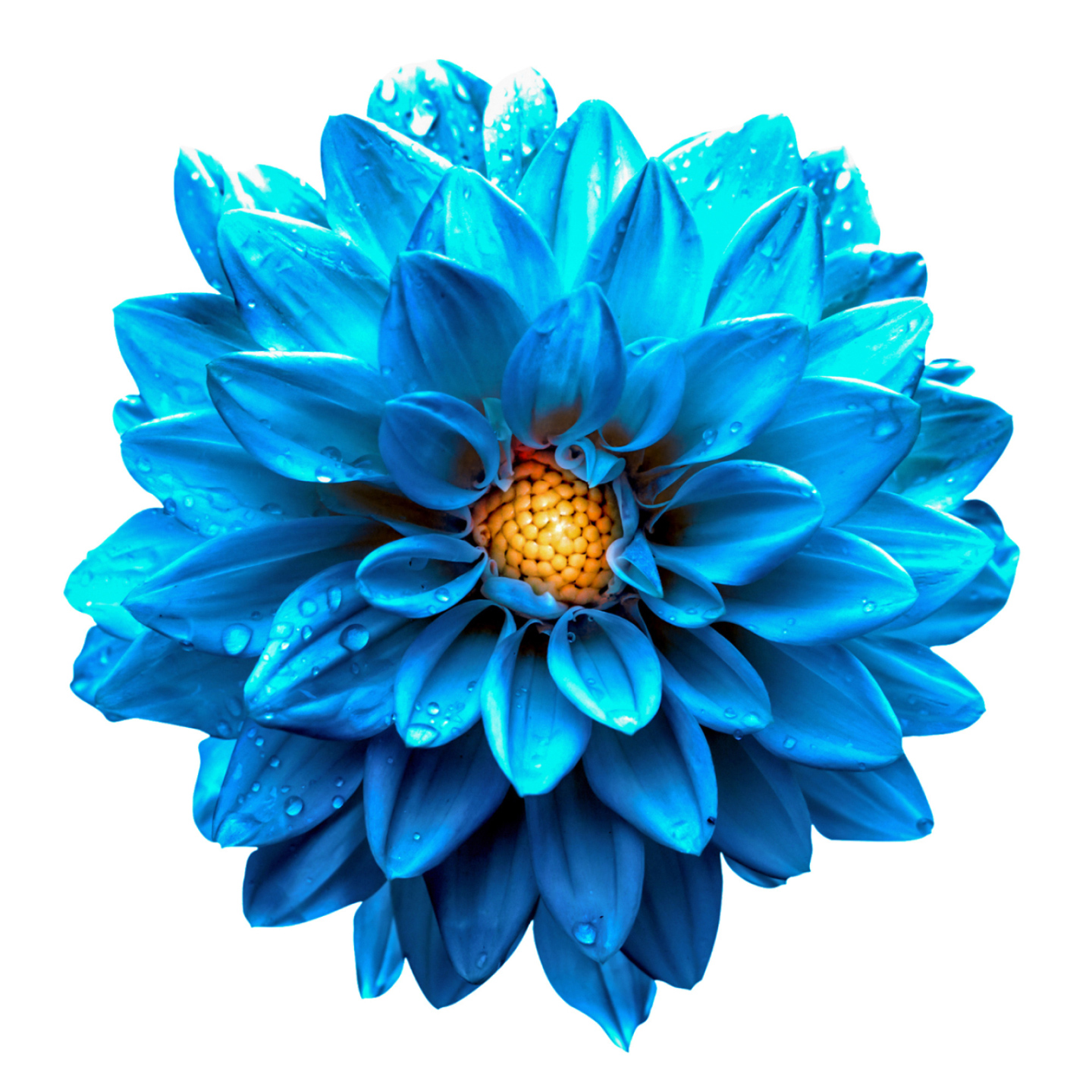 isolated-blue-flower